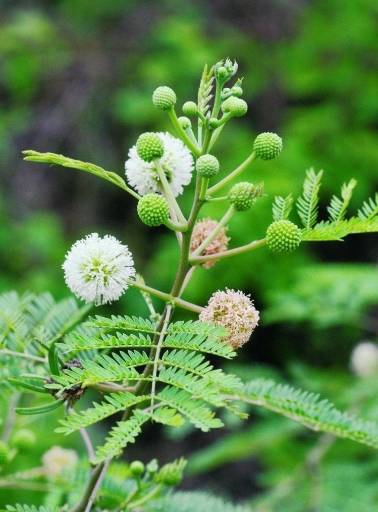 Mimosa blanc (Leucaena leucocephala), Jardin & Terrasse, Enlèvement