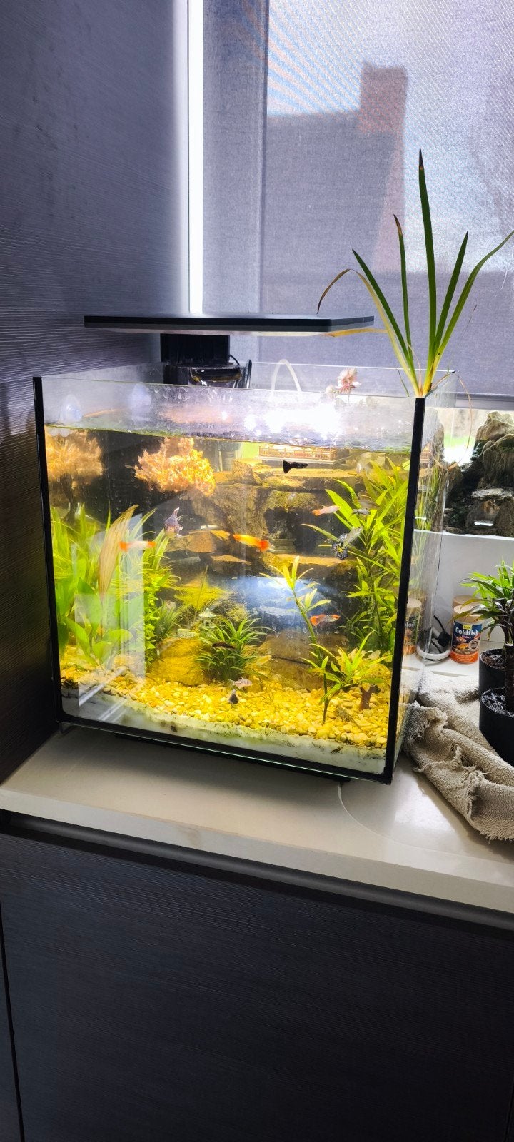 Aquarium 60l, Dieren en Toebehoren, Ophalen
