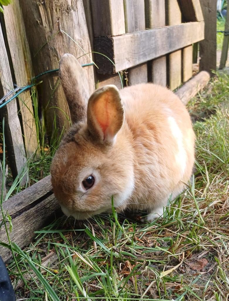 Konijn te koop, Dieren en Toebehoren, Konijnen, Mannelijk, Middelgroot, 3 tot 5 jaar