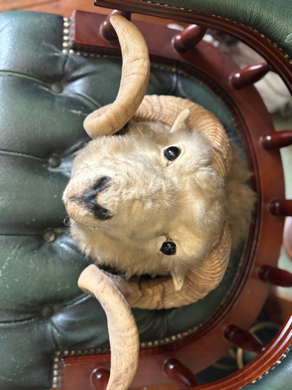 Taxidermie merino ram, Ophalen, Zo goed als nieuw
