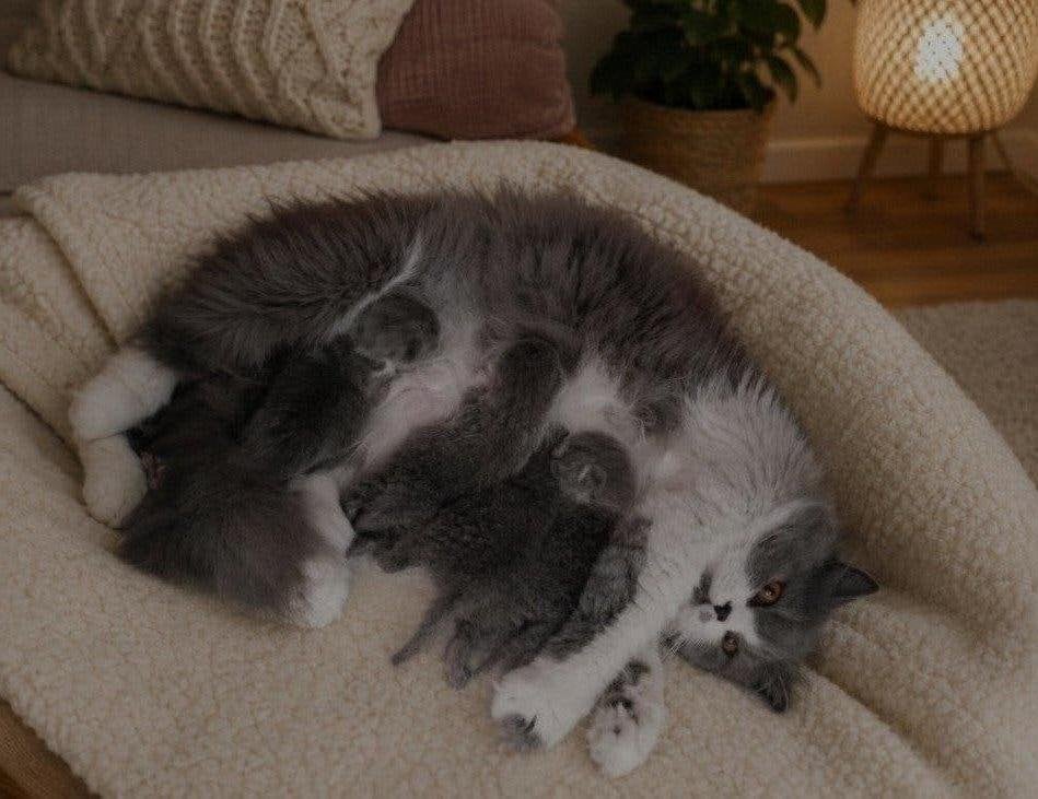Brits Korthaar kittentjes, Plusieurs animaux, Avec puce électronique, 0 à 2 ans