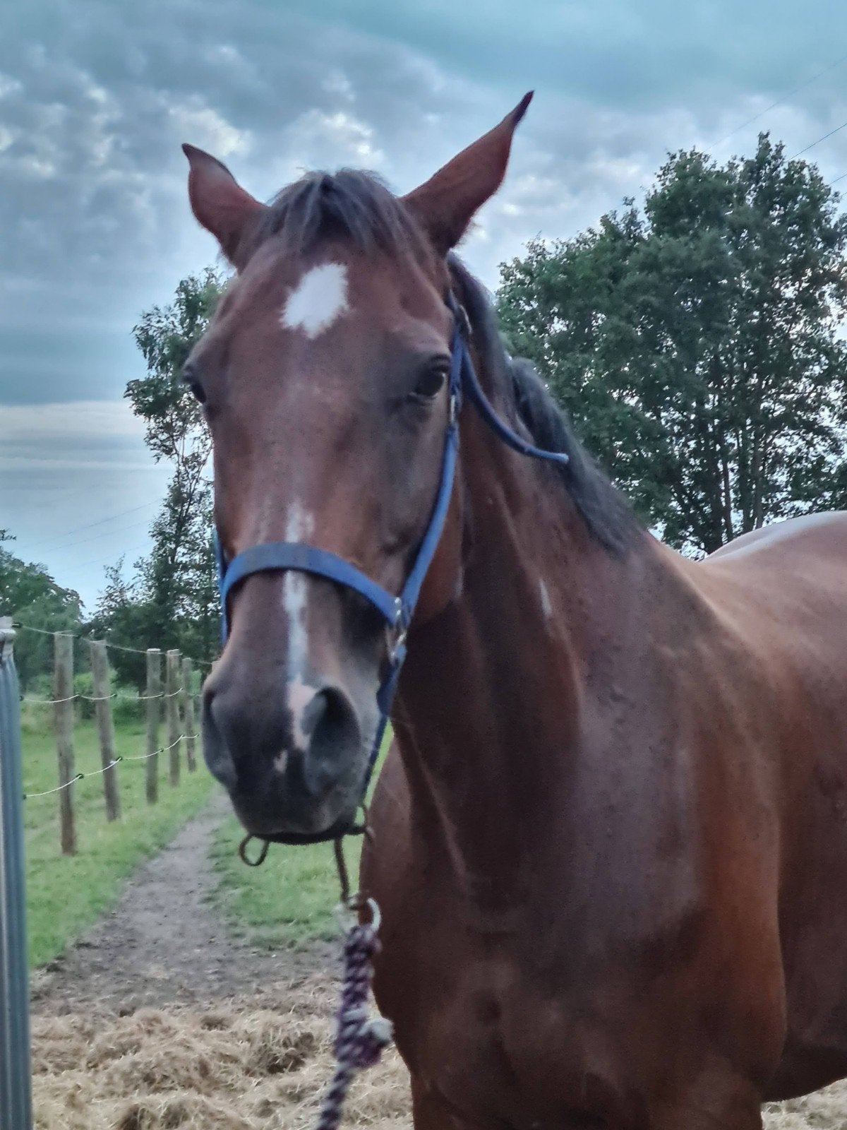Eventing merrie - fokmerrie te koop, Jument