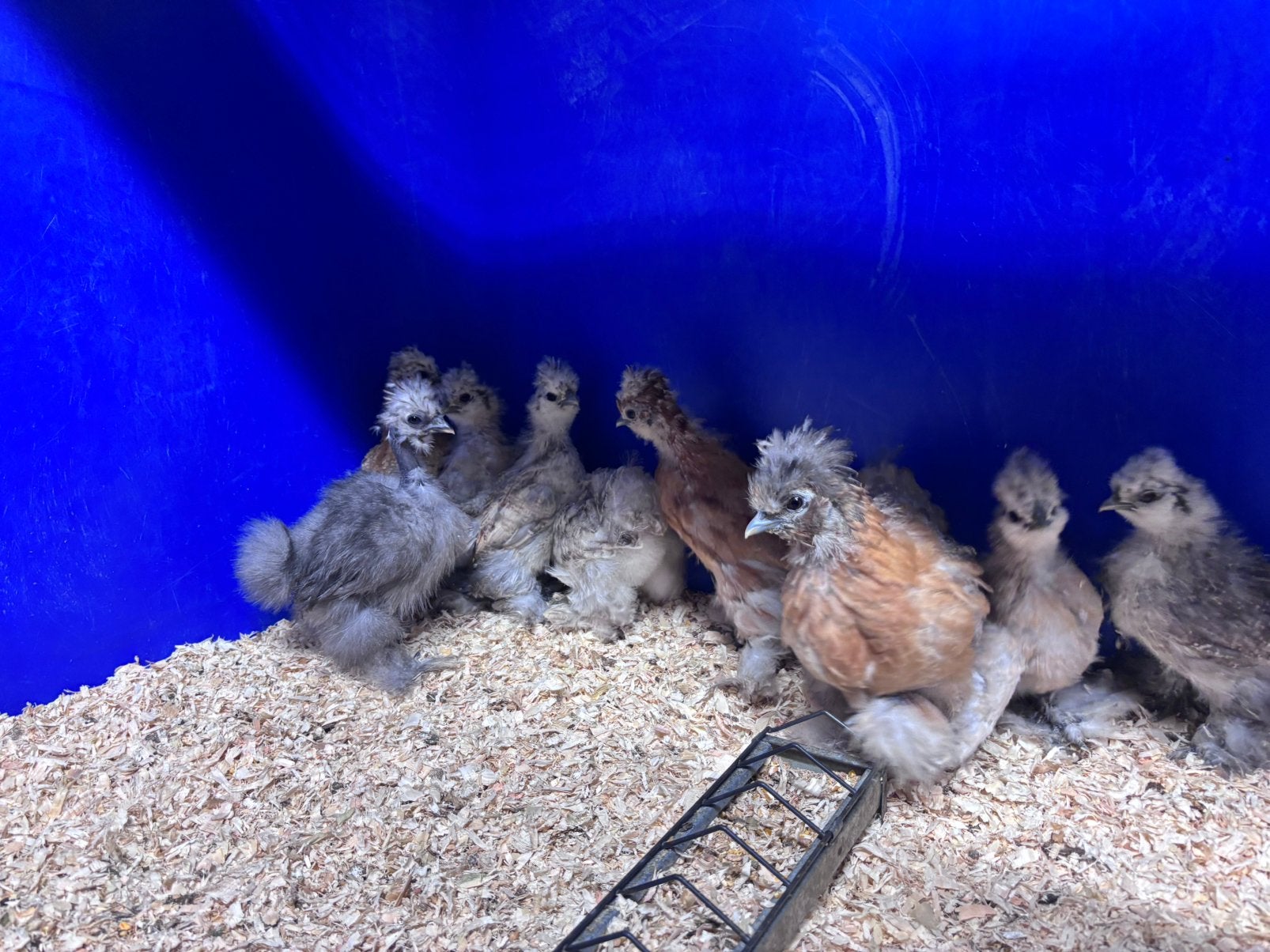USA zijdehoendrr ( gladveer), Dieren en Toebehoren