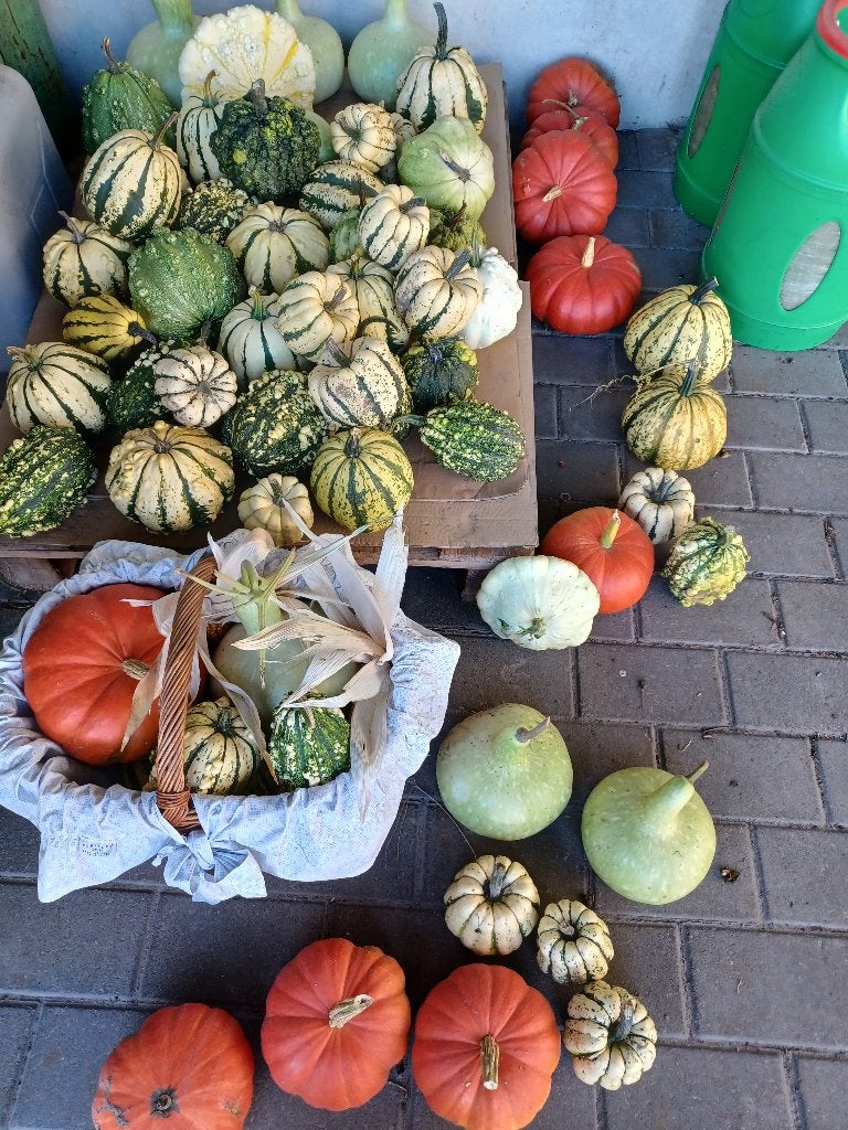 Sierfruit pompoenen, Jardin & Terrasse, Bulbes & Semences, Enlèvement