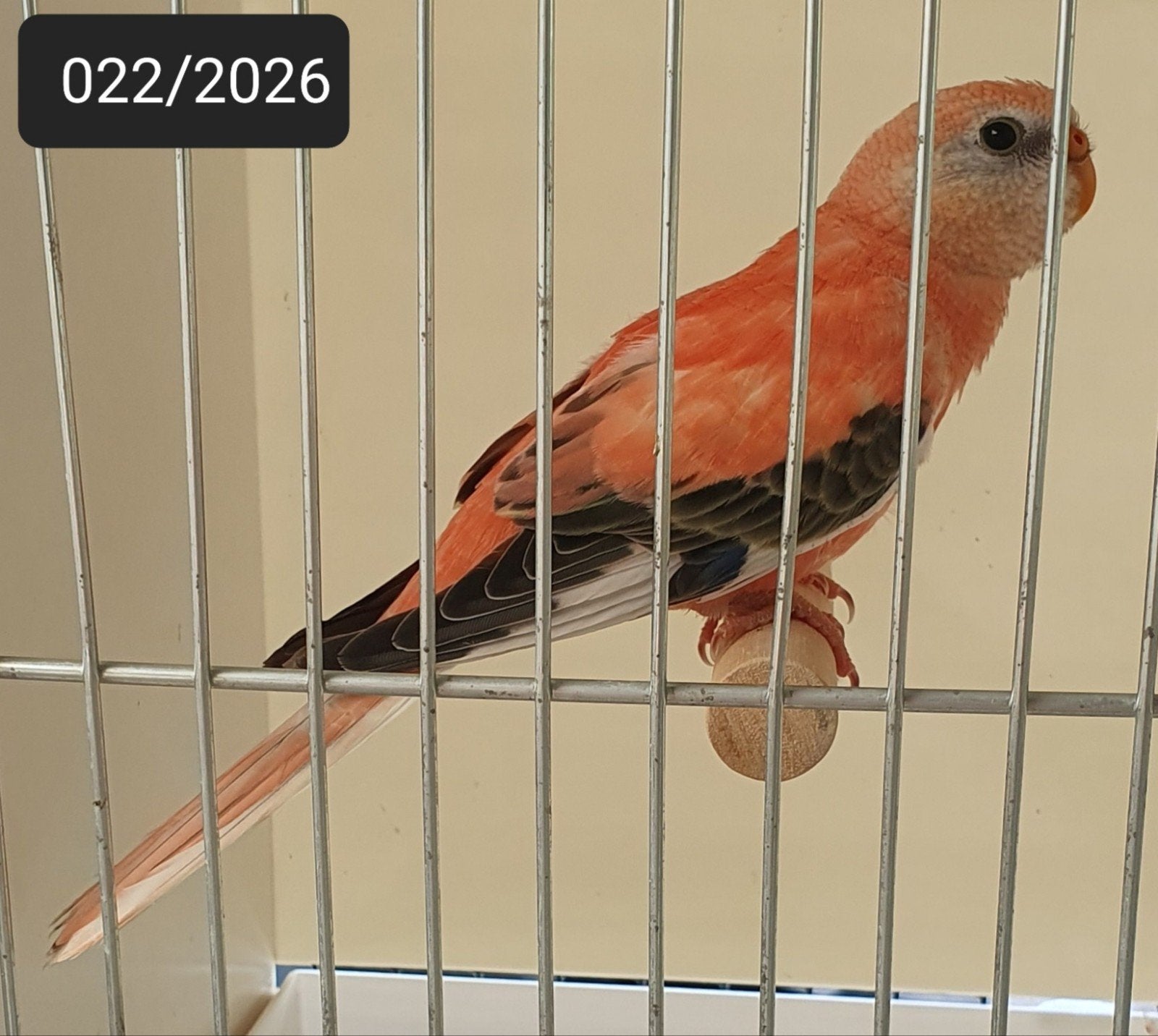 1-3 Opaline(roze) bourkes parkieten 2026 ek, Plusieurs animaux, Perruche, Bagué
