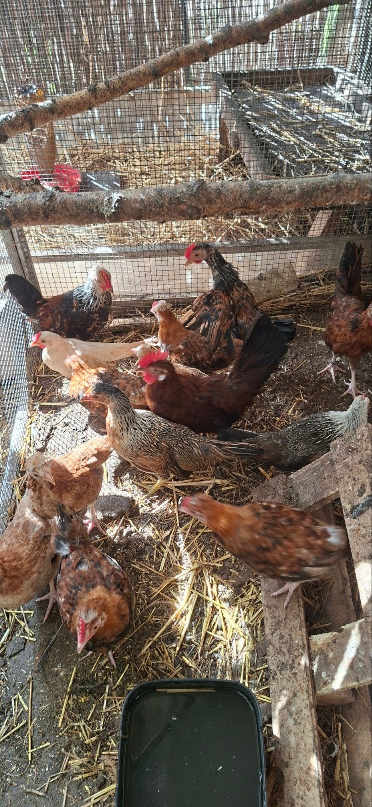 Kuikentjes verschillende rassen, Dieren en Toebehoren, Pluimvee, Kip