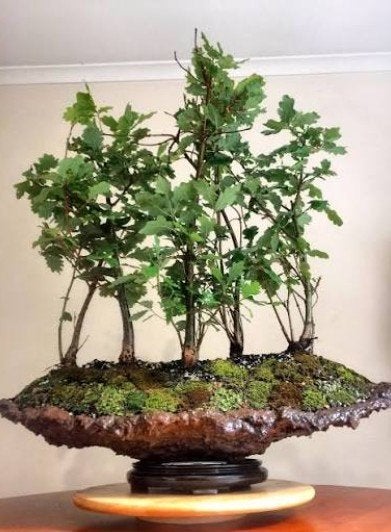 Quercus robur, chêne pédonculé (cerisier), jeunes plants, Jardin & Terrasse, Plantes | Jardin, Autres espèces, Printemps, Plein soleil