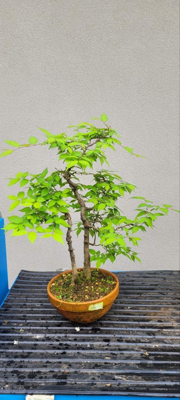 zelkova serrata bonsai, Tuin en Terras, Ophalen