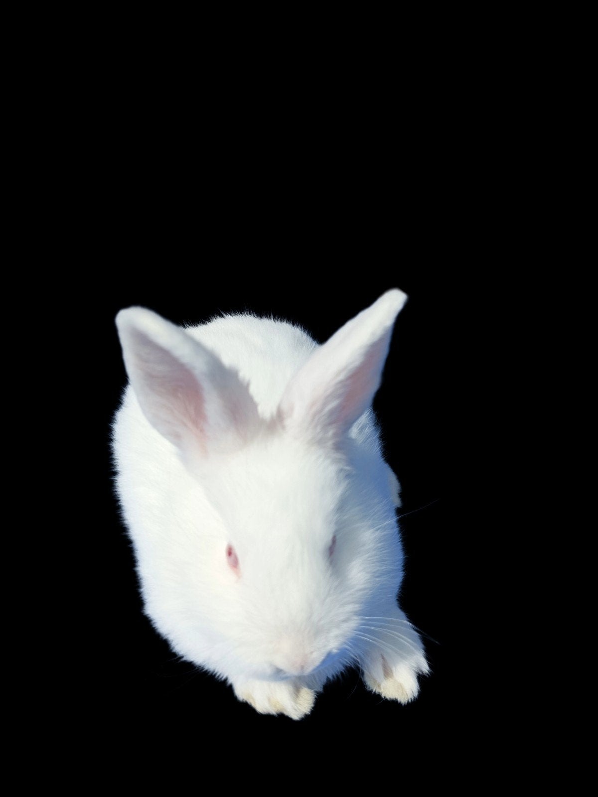 DIVERSE KONIJNENRASSEN BESCHIKBAAR, Dieren en Toebehoren, Konijnen, Meerdere dieren, Groot, 0 tot 2 jaar
