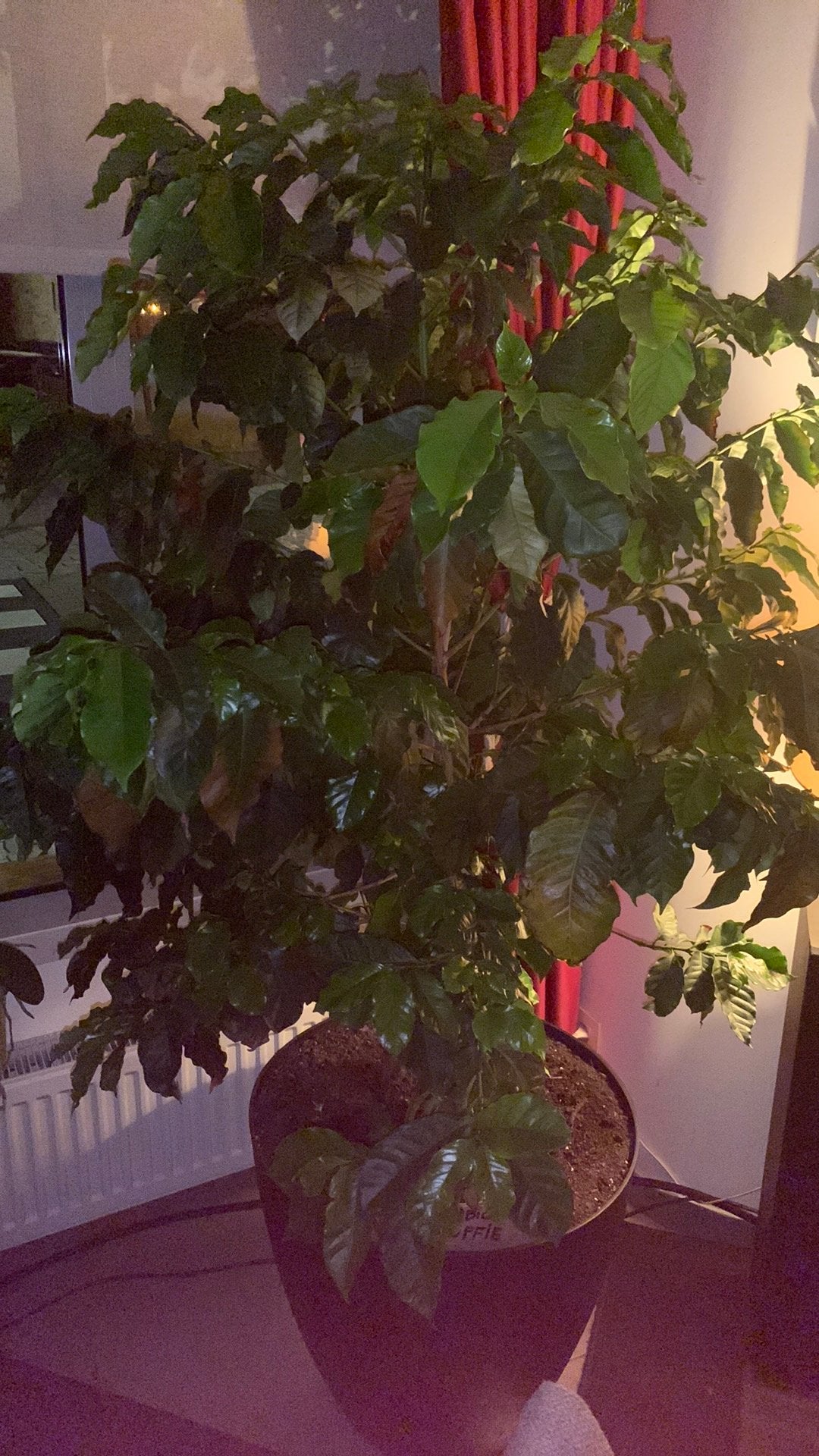 Exclusieve Arabica koffieplant uit eigen kweek, En pot, 100 à 250 cm, Plein soleil, Autres espèces