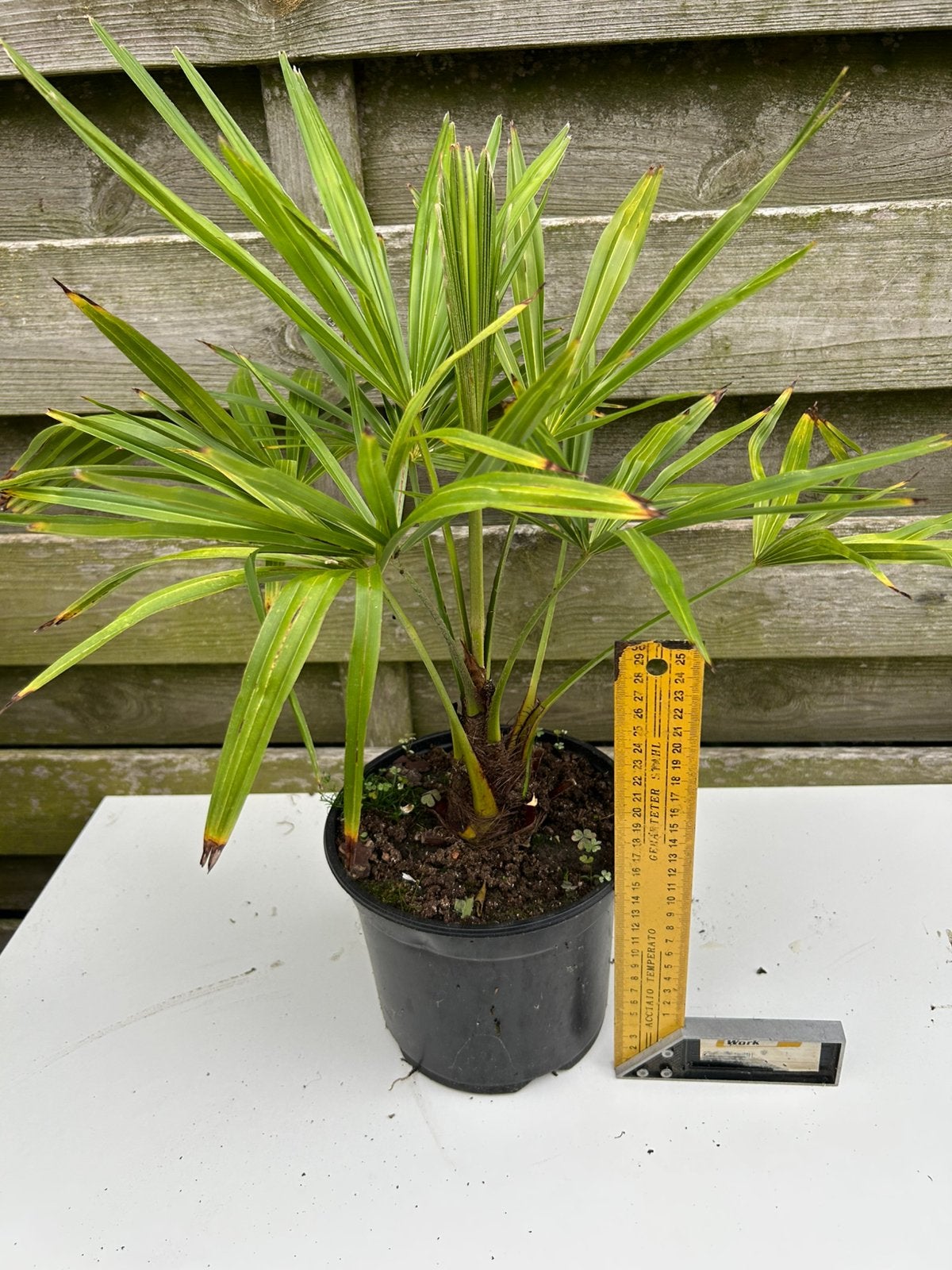 Plantes de Trachycarpus Fortunei - 5 ans, Plein soleil, Été, Plante fixe, Enlèvement ou Envoi