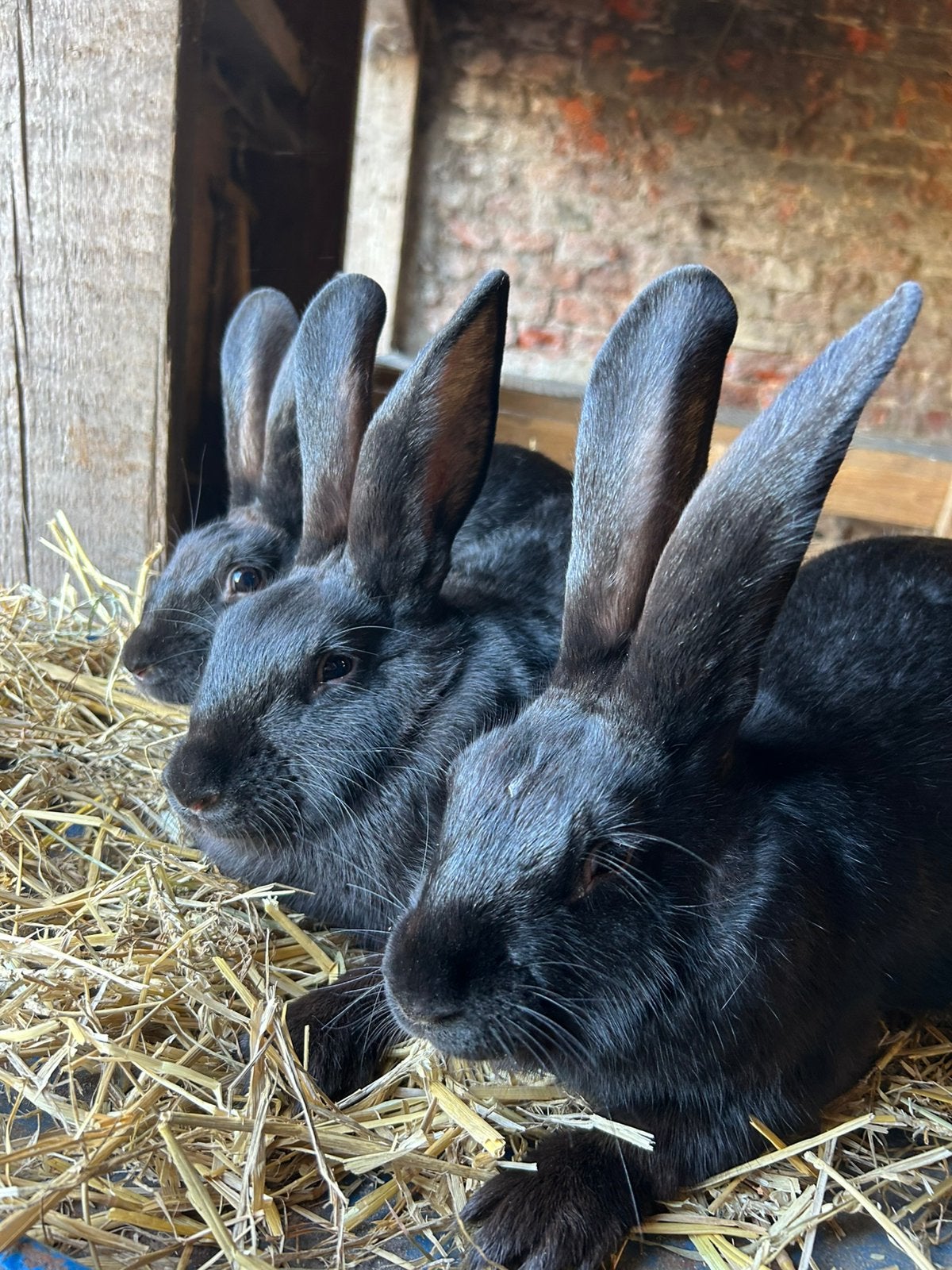 Vlaamse reuzen, Dieren en Toebehoren, Konijnen, Vrouwelijk, Groot, 0 tot 2 jaar