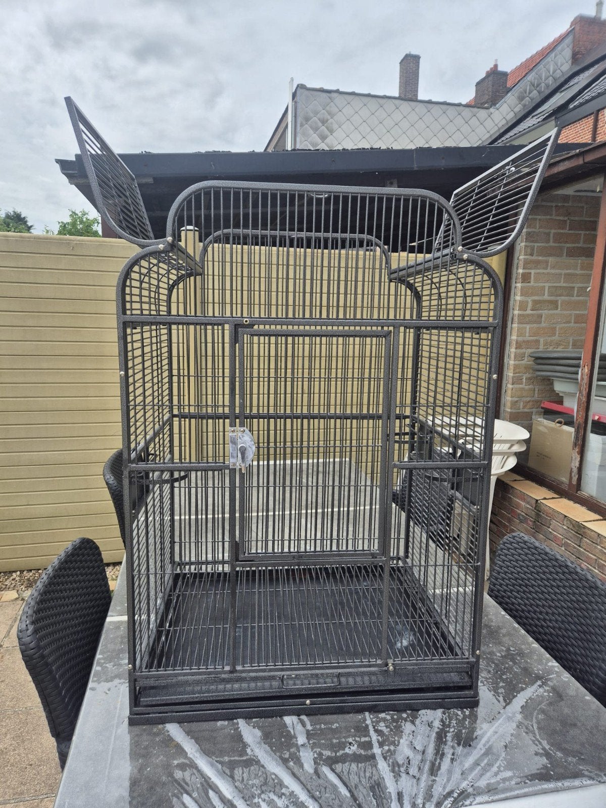Papegaaien te koop, Dieren en Toebehoren, Ophalen