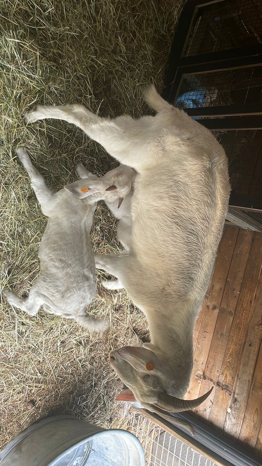 Geit, Dieren en Toebehoren, Schapen, Geiten en Varkens, Geit