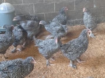 Mechelse koekkoek hennen, Dieren en Toebehoren