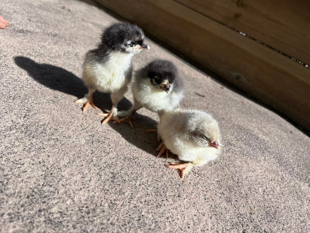 Jonge kuikens, Dieren en Toebehoren, Pluimvee