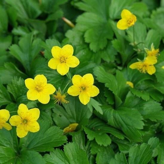 Waldsteinia  ternata og goudaarbei, Tuin en Terras, Ophalen