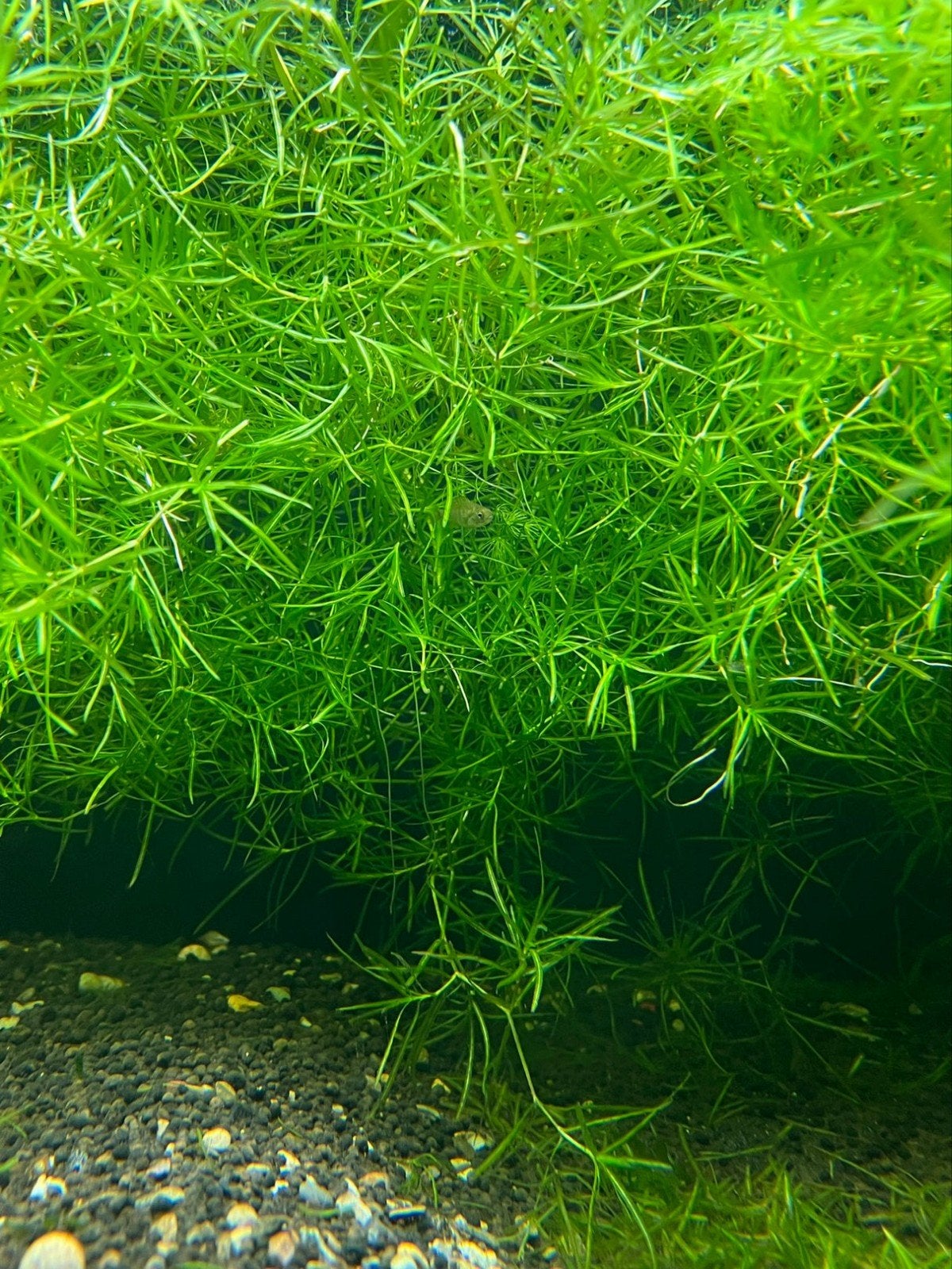 Guppy Grass - Naja Guadalupensis, Dieren en Toebehoren, Ophalen of Verzenden, Nieuw, Plant(en), Steen of Hout, Overige merken