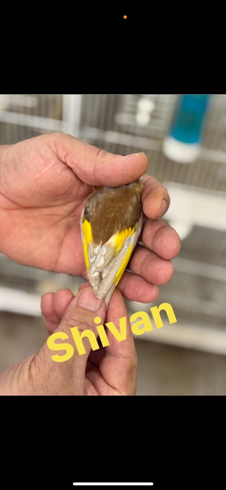 Je cherche tous les sort des oiseaux