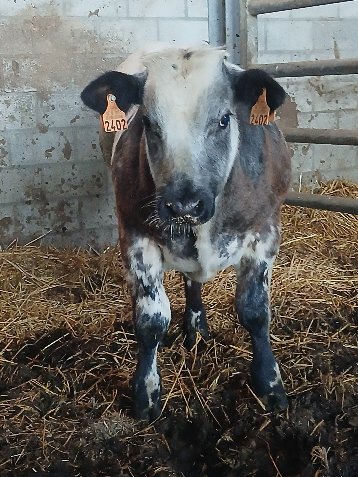 bwb stier(tje), Animaux & Accessoires, Bovins
