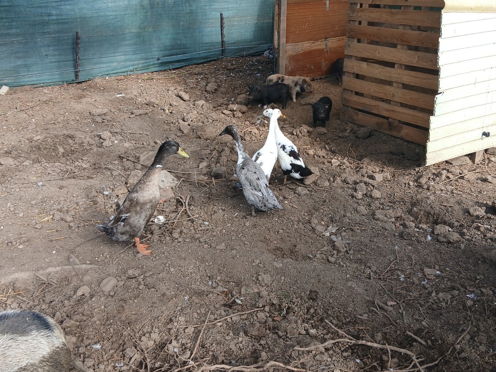 2 koppels indische loopeenden, Dieren en Toebehoren