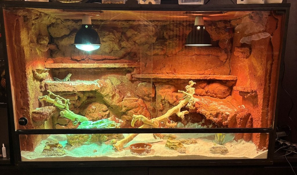 Woestijnterrarium op maat, Ophalen of Verzenden, Nieuw, Terrarium of Paludarium