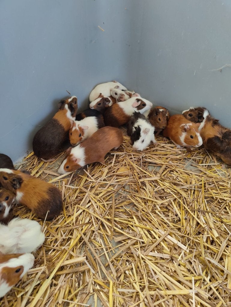 vele cavia te koop vanaf 3.6 € ( afname 10 stuks ), Dieren en Toebehoren, Oktober, Mannelijk, Cavia