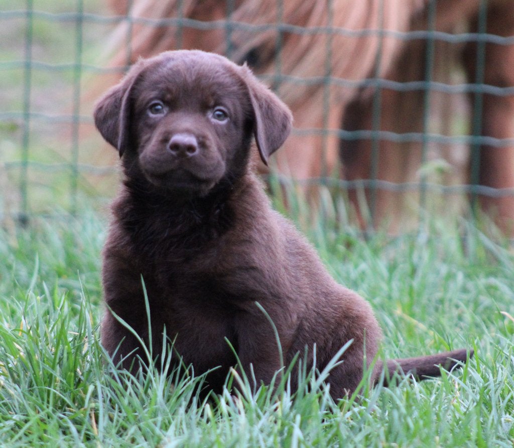 Labrador pups, Dieren en Toebehoren, België, CDV (hondenziekte), 8 tot 15 weken, Labrador retriever