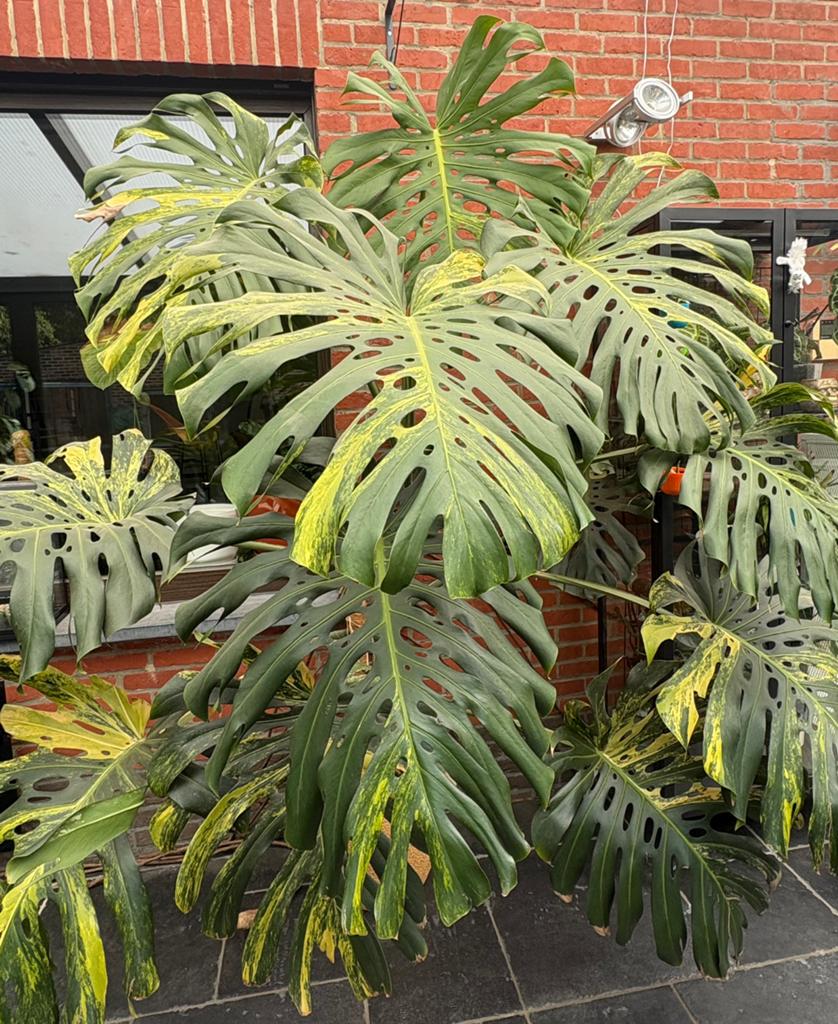 XXL Monstera Aurea variegata, Maison & Meubles, Plantes d'intérieur, Enlèvement