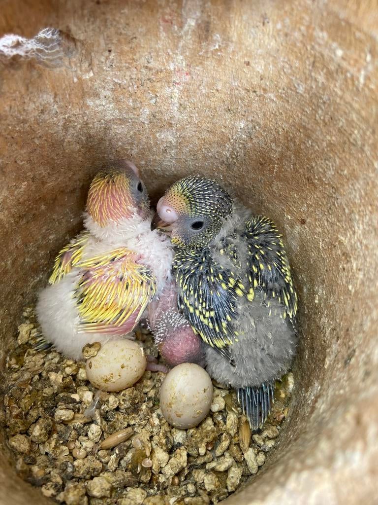 grasparkiet, Dieren en Toebehoren, Vogels | Parkieten en Papegaaien, Parkiet, Tam