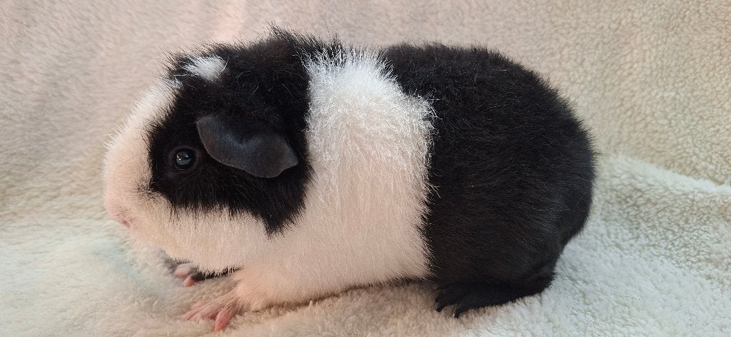 Schattige US Teddy cavia, Dieren en Toebehoren, Augustus, Mannelijk, Cavia