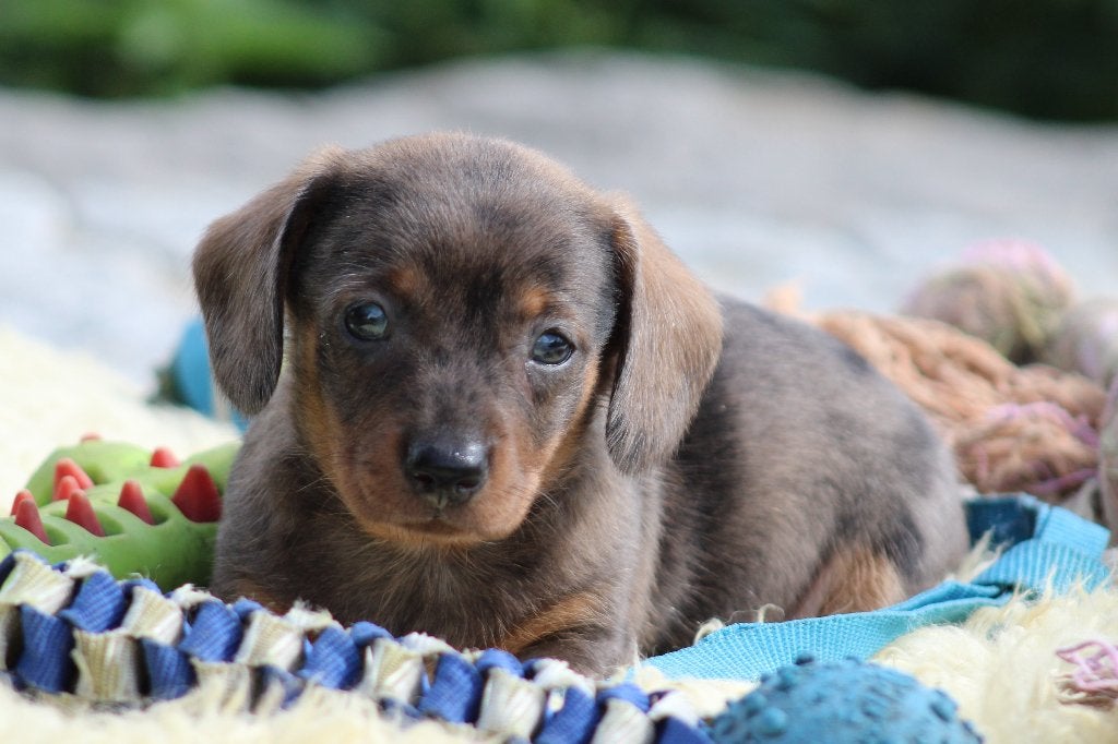 Teckel pups Merle korthaar, Dieren en Toebehoren, Honden | Teckels en Dashonden, België, Reu, CDV (hondenziekte), 8 tot 15 weken
