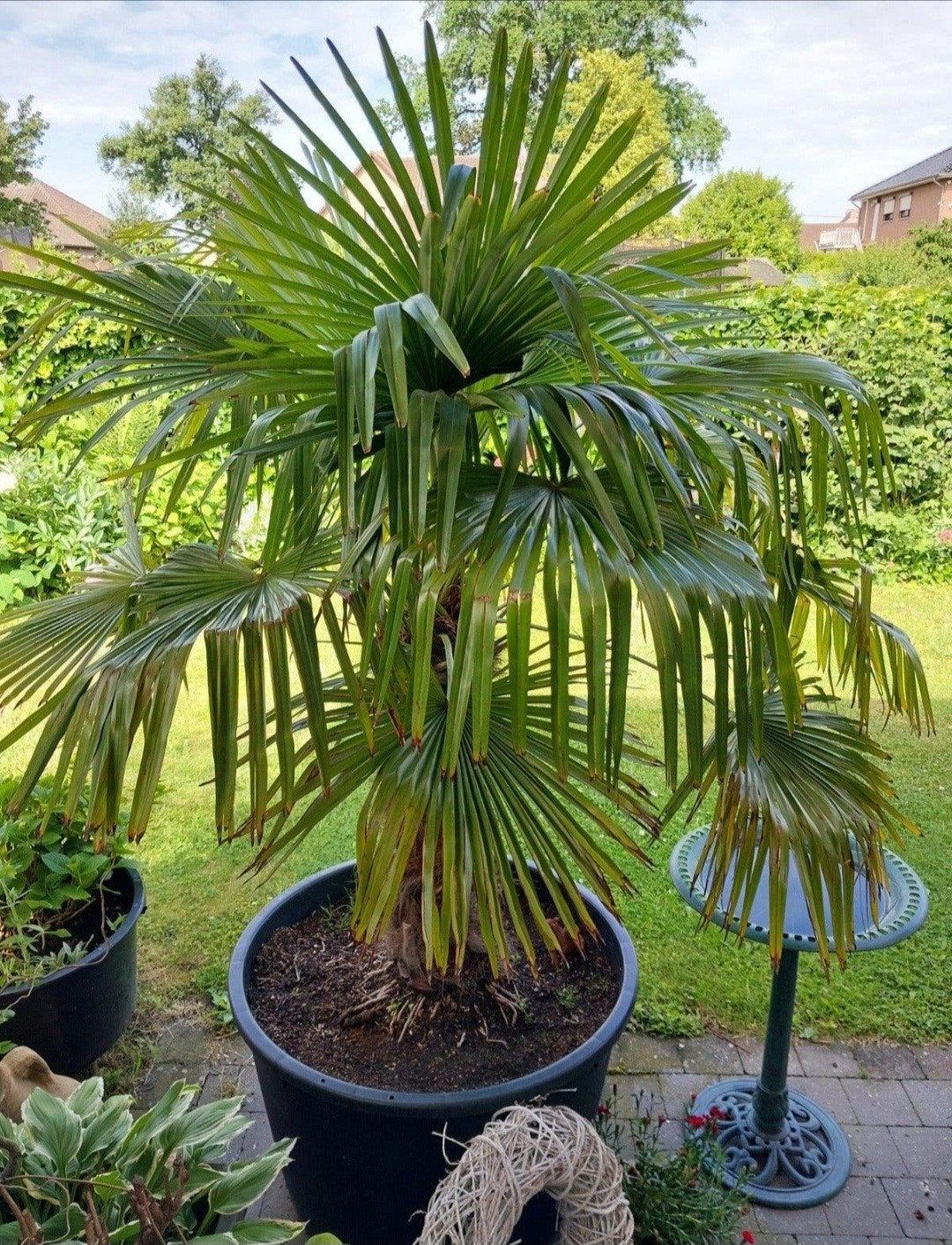 Palmboom winterhard (Trachycarpus) 90cm stam, Jardin & Terrasse, Bulbes & Semences, Enlèvement