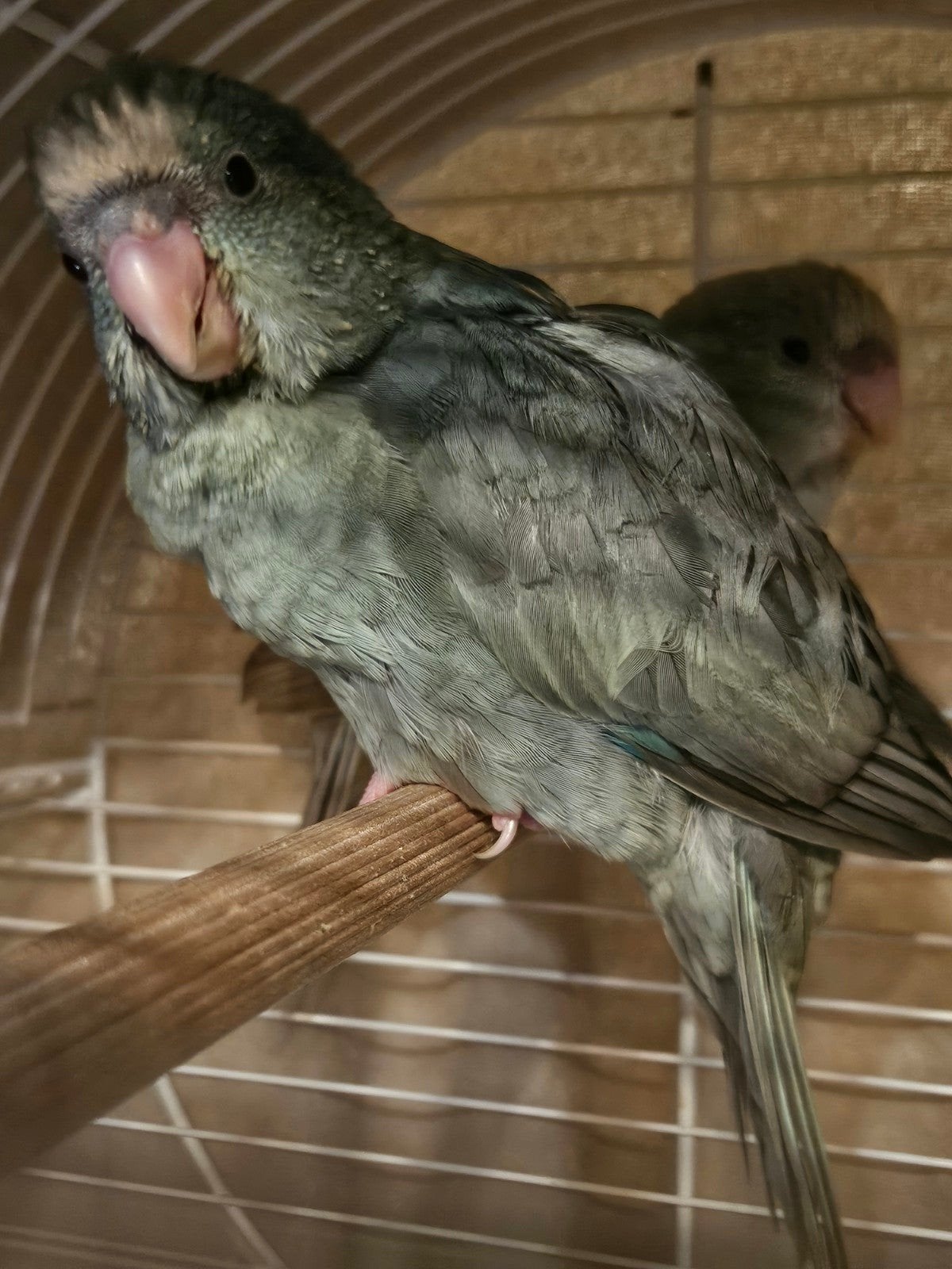 laatste 2 kakariki, Dieren en Toebehoren