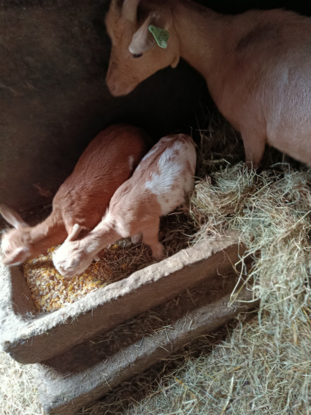 Dwerggeiten abrikoos bokje - MIEKE  GERESERVEERD, Meerdere dieren, Geit, 0 tot 2 jaar