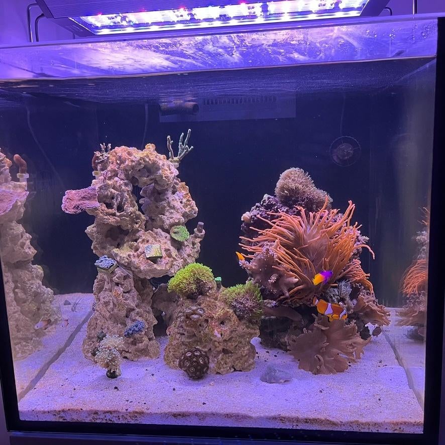 Aquarium d'eau salée Aqua Medic Aquarius 60 Plus LED, Contrôle par application, Comme neuf, Enlèvement, Éclairage ou Chauffage