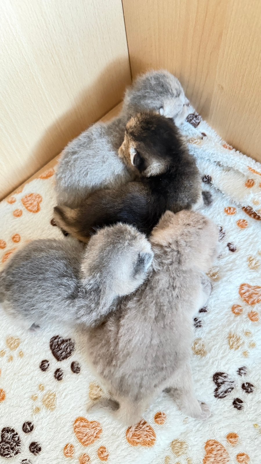 Prachtige Brits korthaar kittens, Plusieurs animaux, Avec puce électronique, 0 à 2 ans