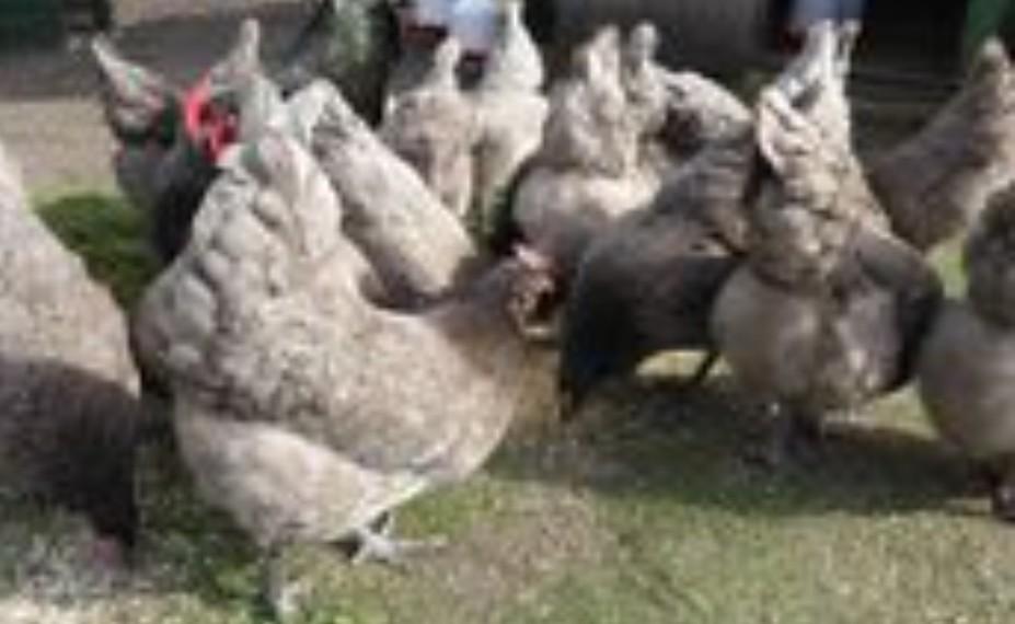 bleu de landes legkippen en andere rassen, Dieren en Toebehoren, Pluimvee, Kip