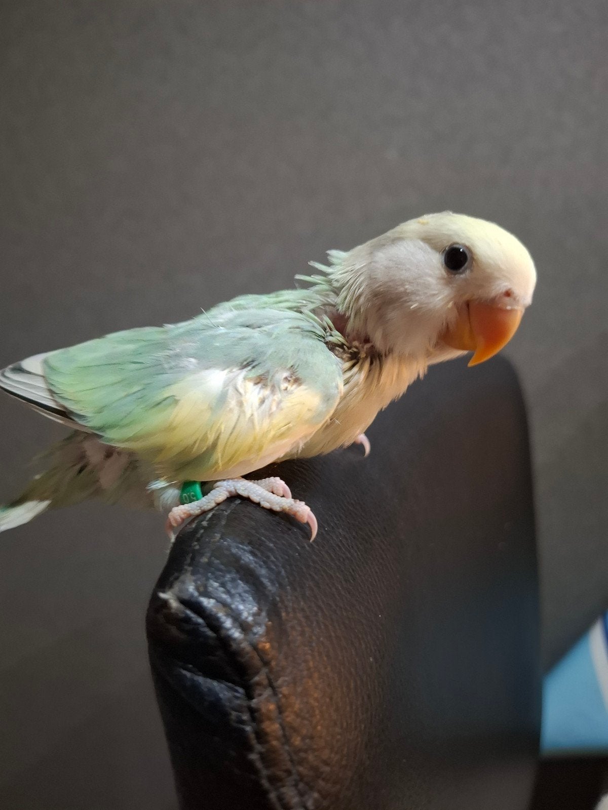 Agapornis roseicollie baby handtam, Dieren en Toebehoren, Vogels | Parkieten en Papegaaien, Geringd