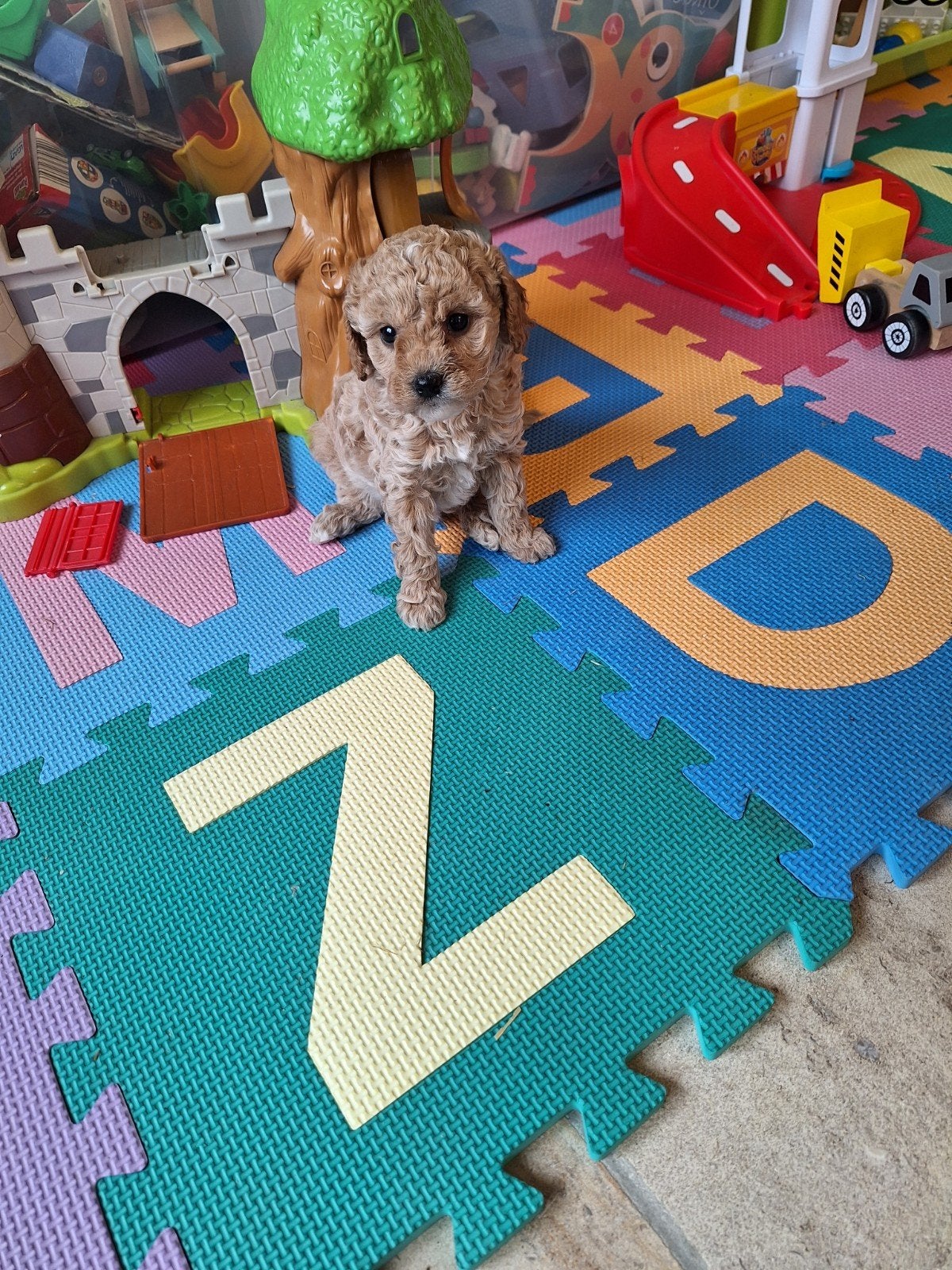 Dwergpoedel pups, Animaux & Accessoires, Chiens | Chihuahuas & Chiens de compagnie, Caniche, Belgique, Plusieurs, Hépatite contagieuse (maladie de Rubarth)