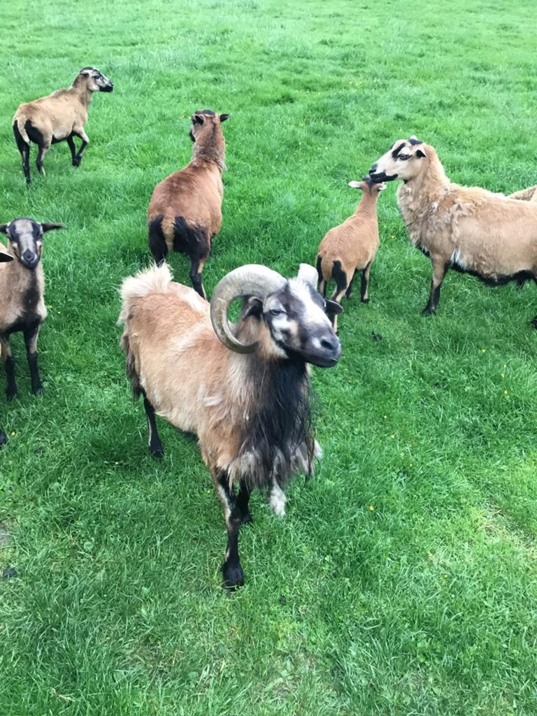 Kameroen schapen, Mannelijk, Schaap, 0 tot 2 jaar
