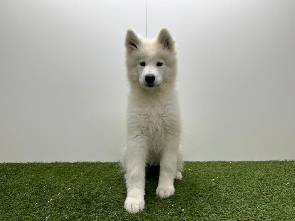 Chiot Samoyède, Animaux & Accessoires, Chiens | Huskys, Loulous & Types primitifs, Chienne, Loulou, Éleveur | Professionnel, Un chien