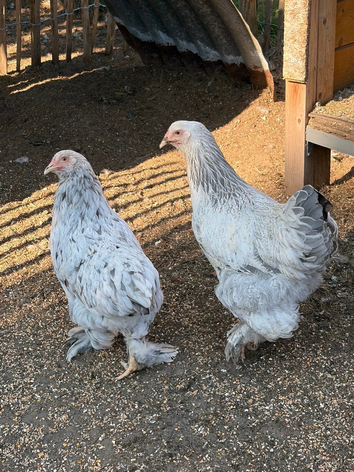 Brahma wit zwart, Dieren en Toebehoren, Pluimvee, Vrouwelijk, Kip