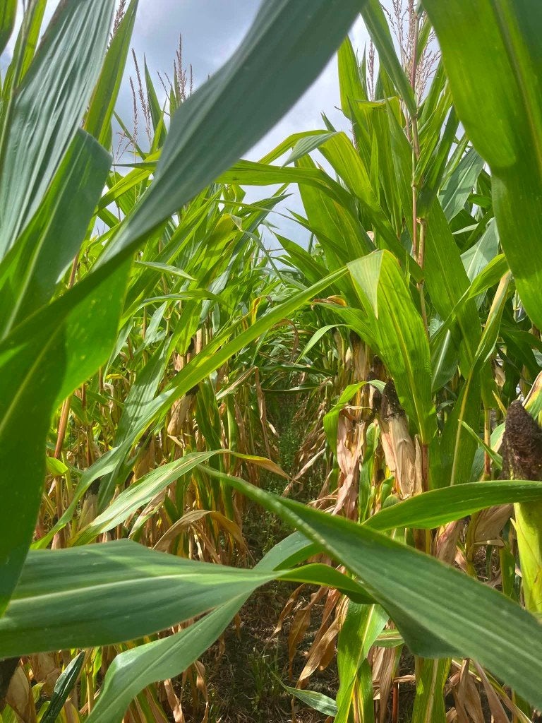 MAIS OP STAM, Zakelijke goederen, Landbouw | Veevoer, Ophalen