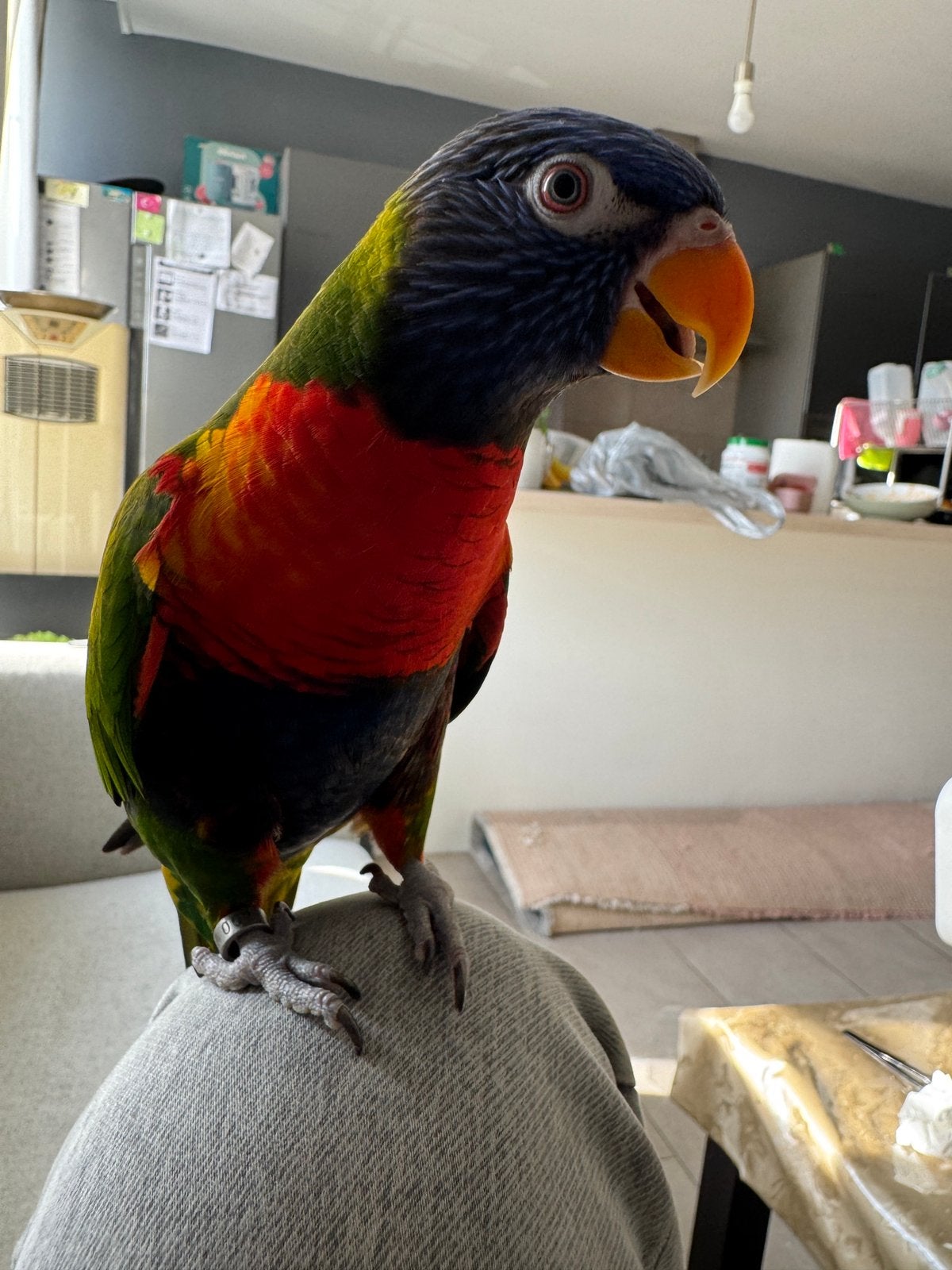 Mooie vrouwelijke lorikeet EAM, super tam, Vrouwelijk