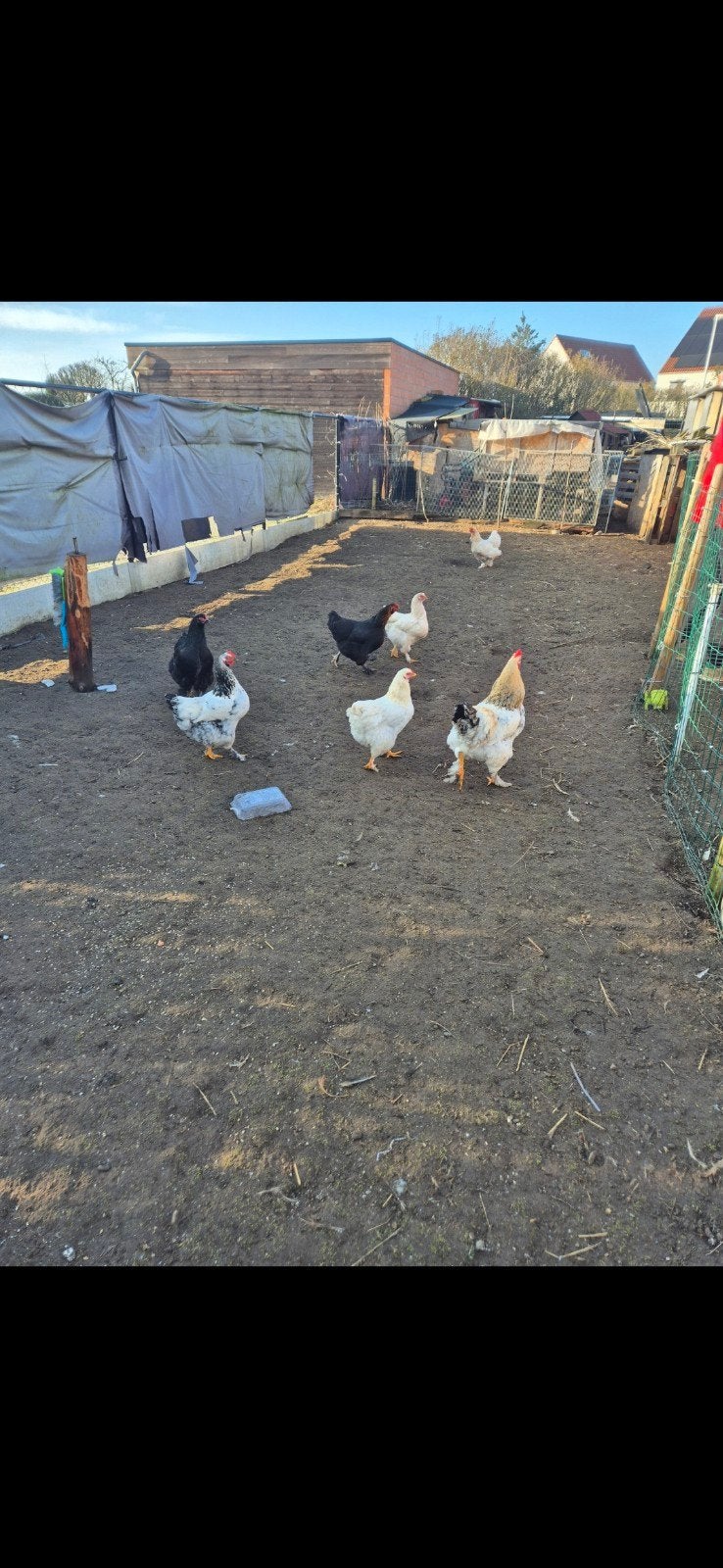KIPPEN 5e per stuk, Dieren en Toebehoren