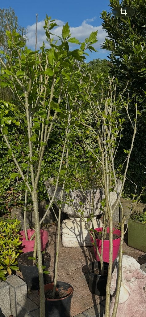Hibiscus groot blauw roze wit, Tuin en Terras, Planten | Tuinplanten, Ophalen of Verzenden