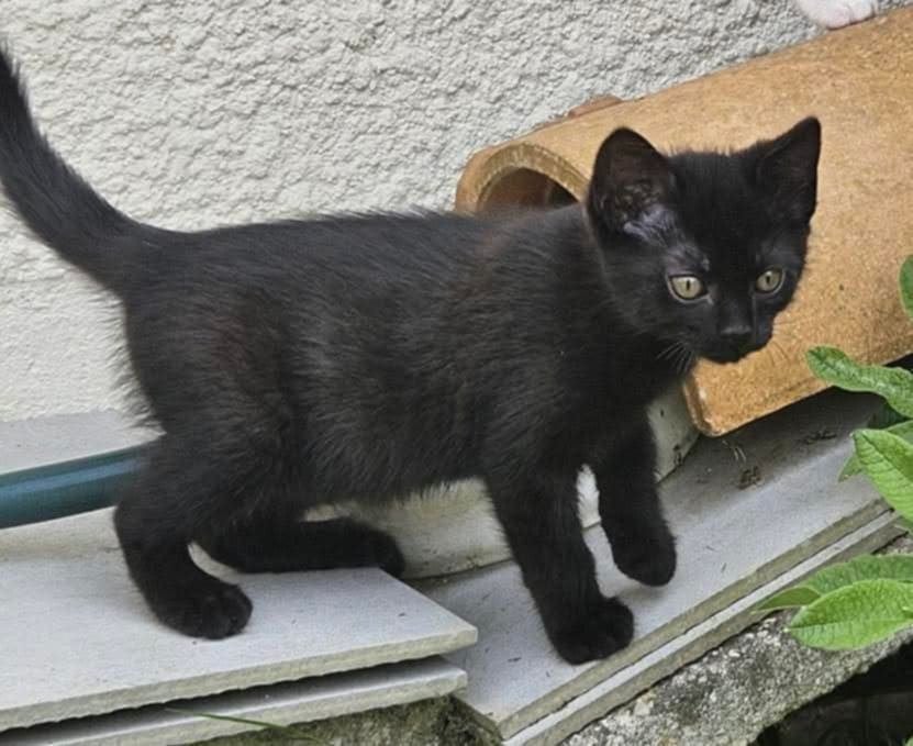 Chaton Noir à donner ., Chat, 0 à 2 ans