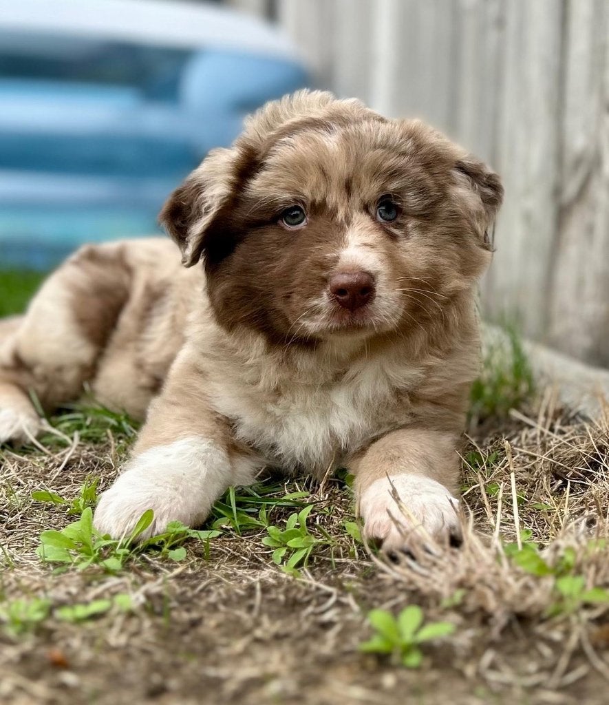 Prachtige Australische herder pup ( aussie teefje), Dieren en Toebehoren, België, CDV (hondenziekte), 8 tot 15 weken, Meerdere