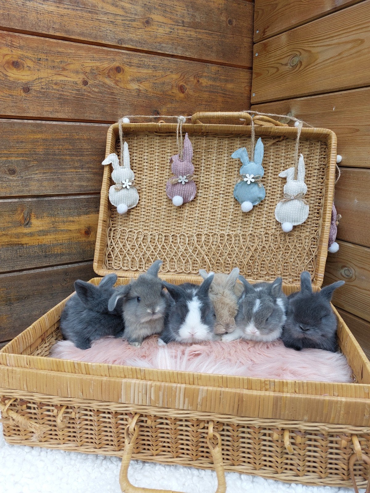 Minilop rammetje te reserveren, Dieren en Toebehoren, Konijnen, Mannelijk, Dwerg, Hangoor, 0 tot 2 jaar